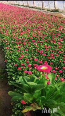 高度25厘米雏菊