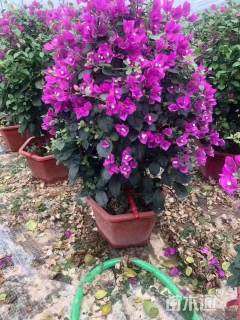 冠幅60厘米紫色三角梅球