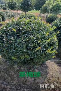 冠幅90厘米茶梅球