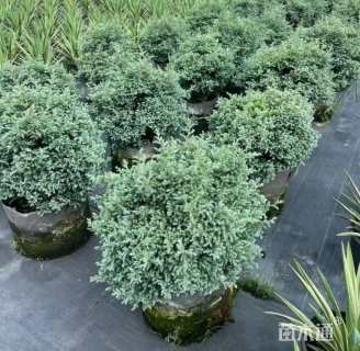 高度40厘米蓝色波尔瓦