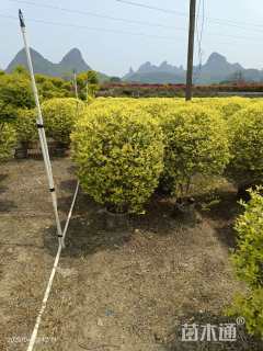 冠幅80厘米金叶女贞球