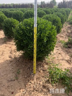 冠幅100厘米大叶黄杨球