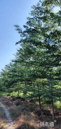 12公分小叶榄仁