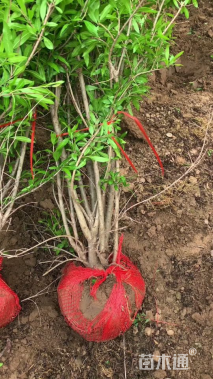 原生苗丛生花石榴