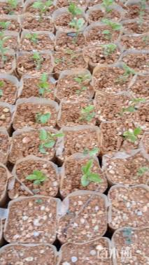 高度50厘米罗汉松小苗