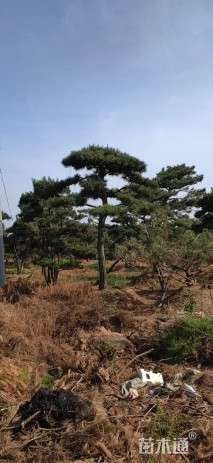 20公分造型黑松