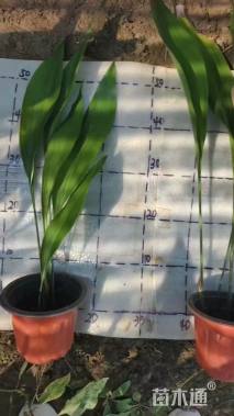 高度60厘米一叶兰