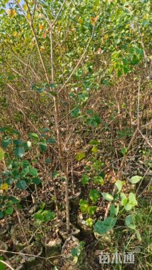 高度100厘米乌桕小苗