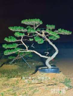 20公分造型黑松