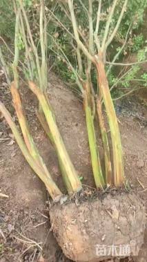 高度200厘米丛生紫薇