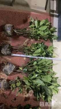 高度40厘米栀子花