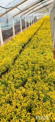 高度20厘米金冠黄杨