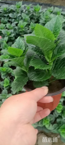 高度15厘米八仙花