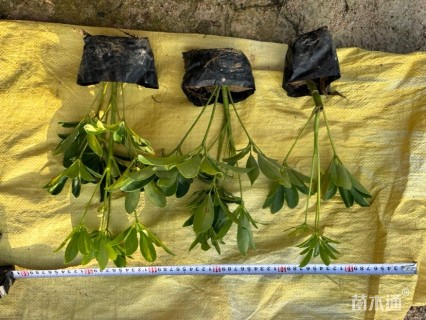 高度100厘米米兰