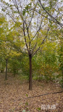 16公分朴树