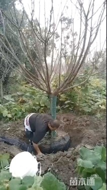 18公分日本晚樱