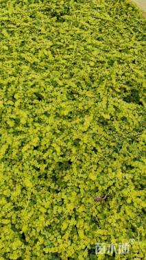 高度10厘米过路黄