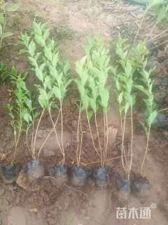 高度40厘米金森女贞