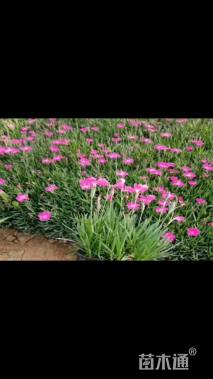 地被石竹种子地被石竹种子