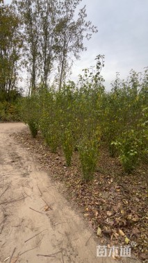 高度230厘米丛生木槿