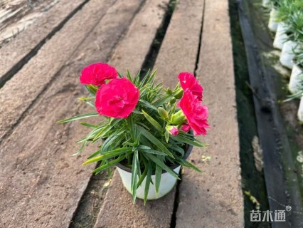 高度12厘米康乃馨