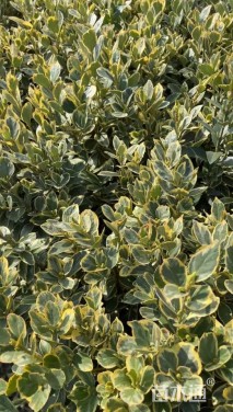 冠幅150厘米金边黄杨球