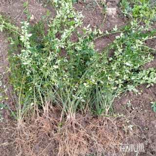 高度60厘米连翘