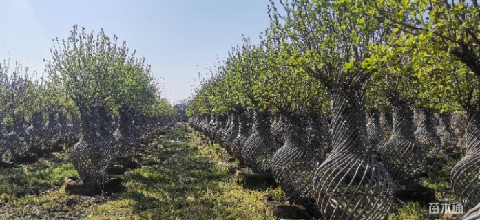 高度140厘米海棠花瓶