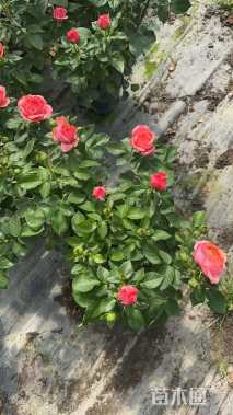 高度30厘米欧洲月季