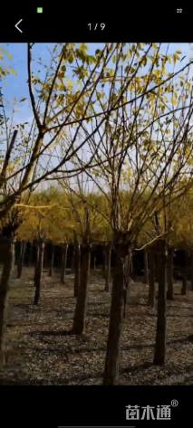 7公分矮接金枝槐