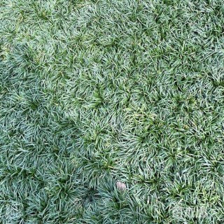 高度10厘米玉龙草