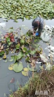 高度25厘米睡莲