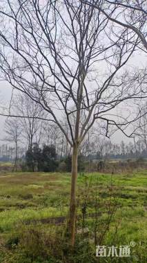 高度480厘米大红紫薇