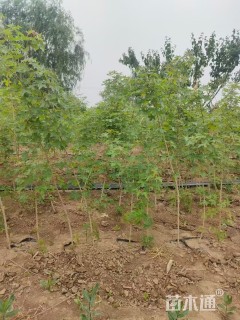 3公分五角枫杯苗