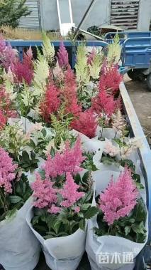 高度25厘米落新妇