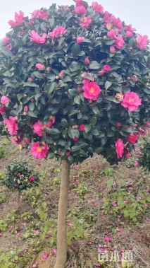 高度180厘米茶梅