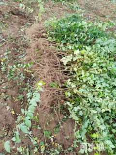 高度60厘米连翘小苗