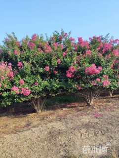 高度250厘米丛生紫薇