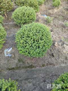 冠幅100厘米龟甲冬青球