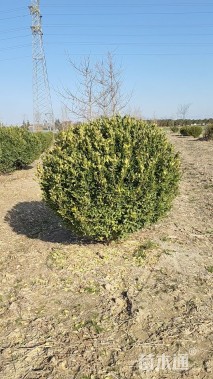 冠幅150厘米大叶黄杨球