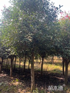 12公分红叶石楠