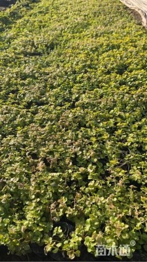 高度9厘米金叶过路黄