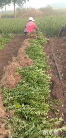 高度40厘米卫矛