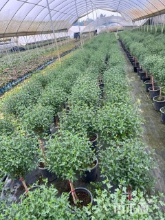 高度60厘米木槿