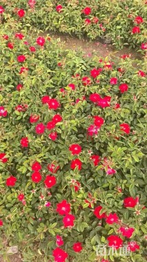 高度30厘米月季