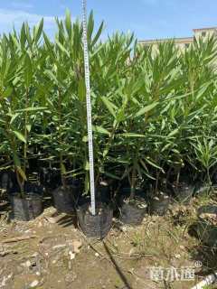 高度60厘米夹竹桃