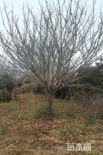 20公分日本晚樱