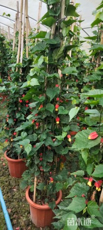 高度100厘米倒挂金钟