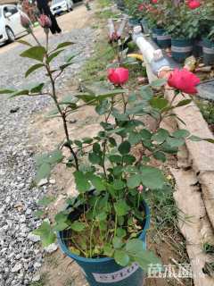 高度40厘米月季