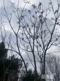 10公分(5杆)栾树